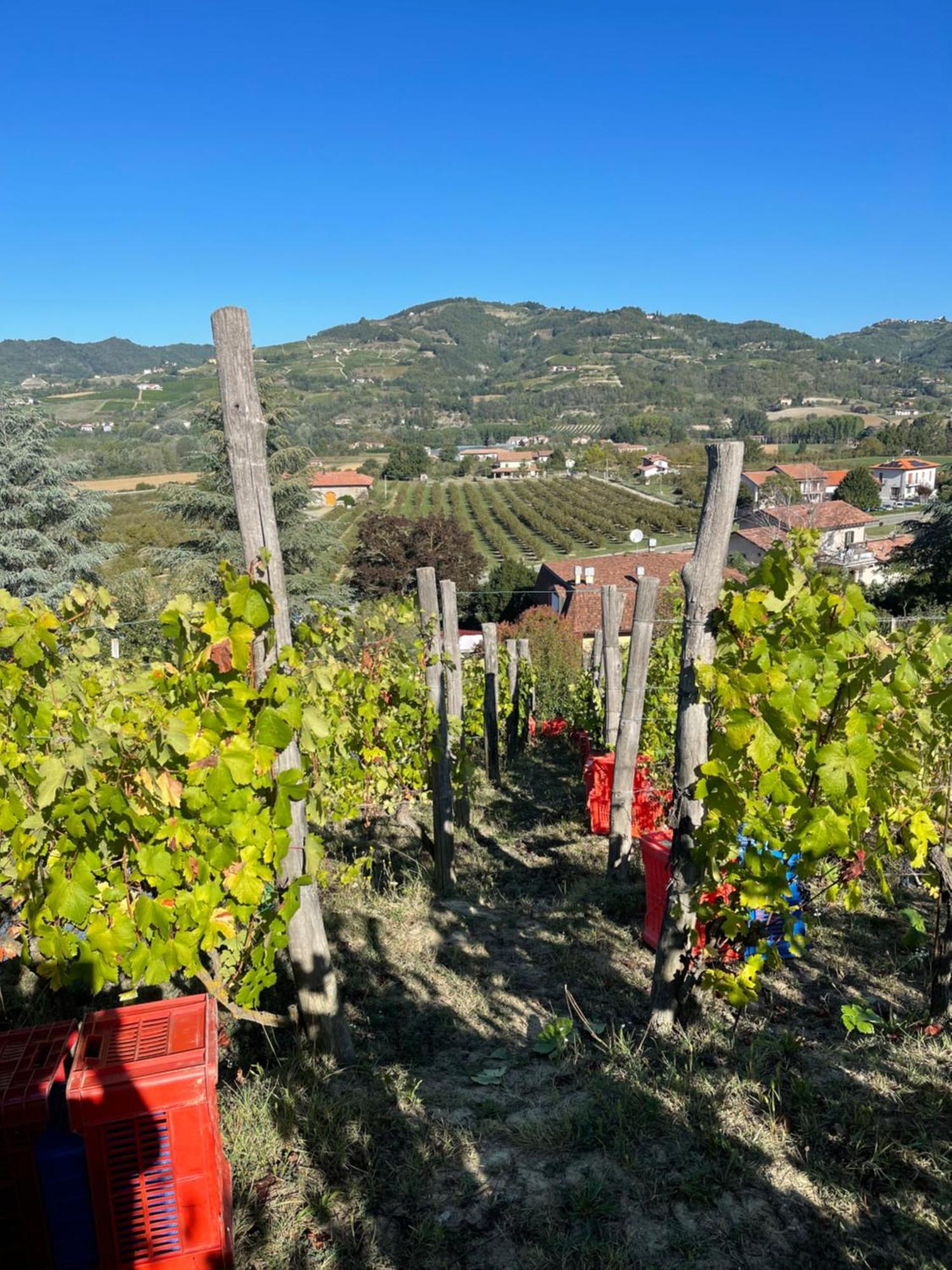 Poderi Zunino Ponti