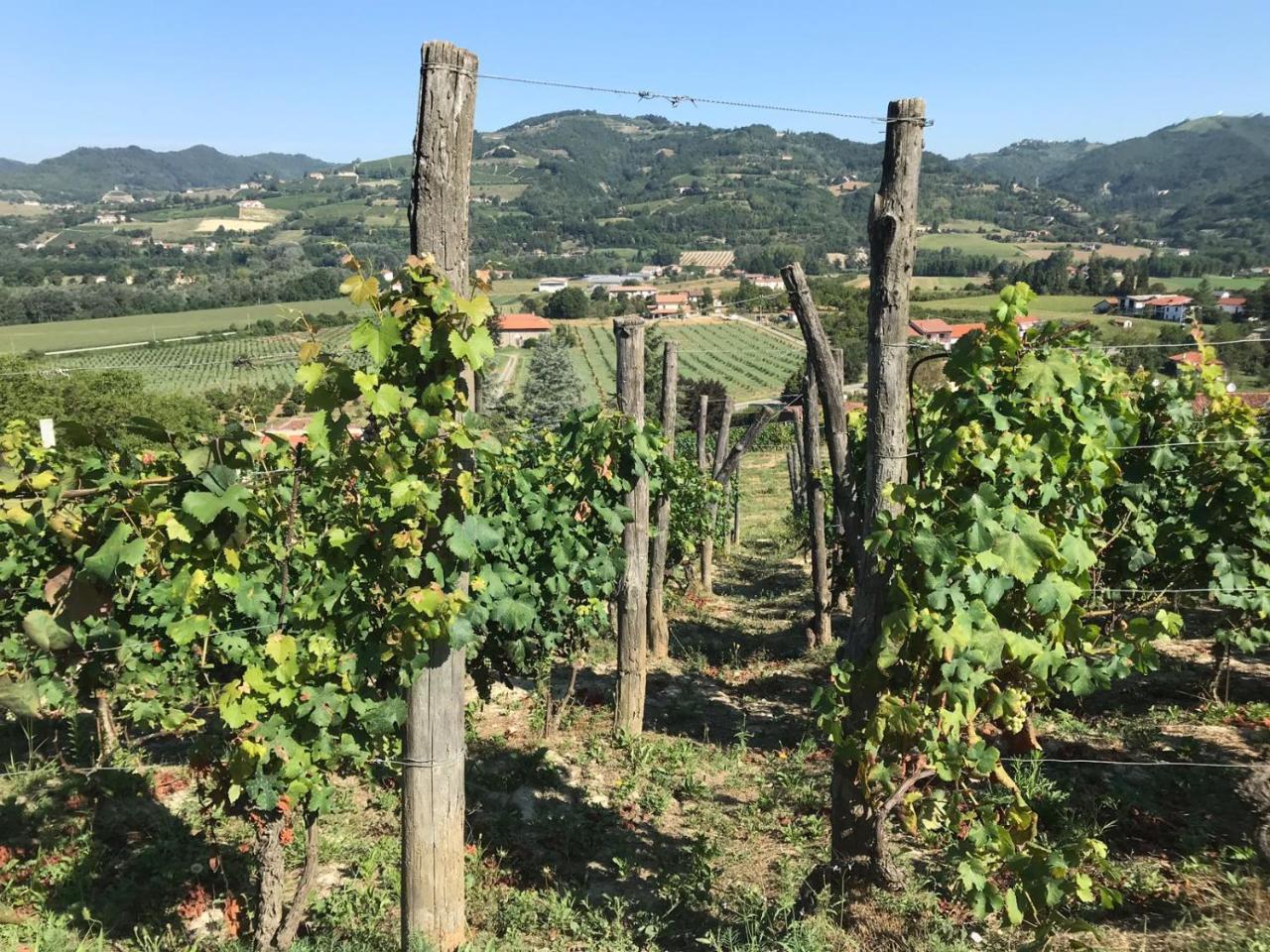 Poderi Zunino *