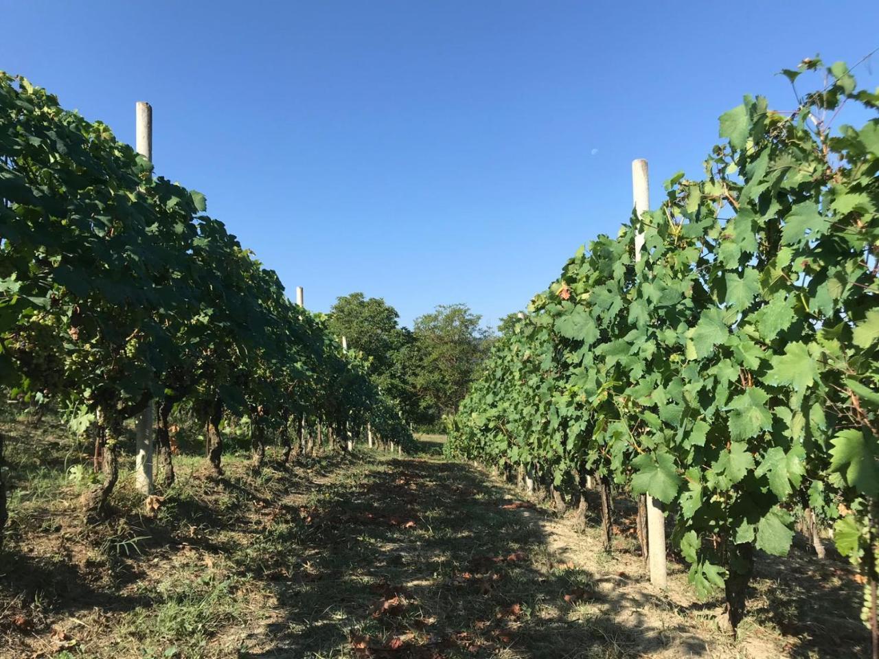 Poderi Zunino Bauernhof