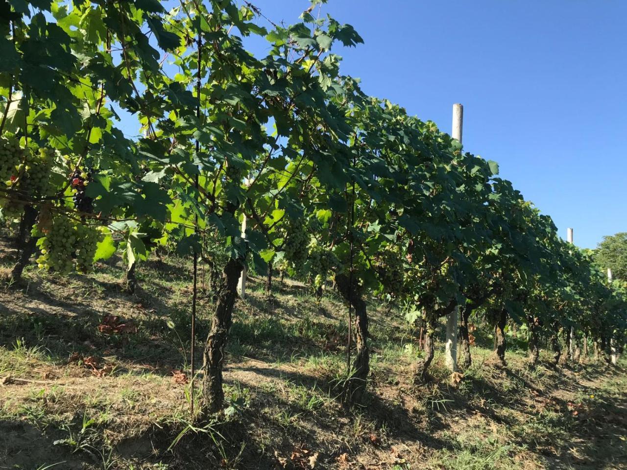 Bauernhof Poderi Zunino *